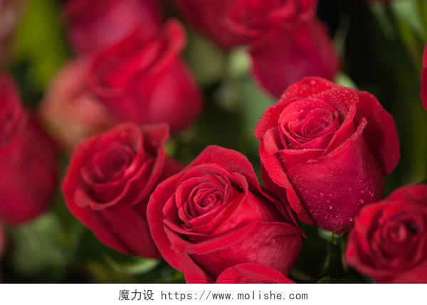 红色玫瑰花朵鲜艳美丽七夕520情人节214情人节